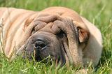 SHAR-PEI 924